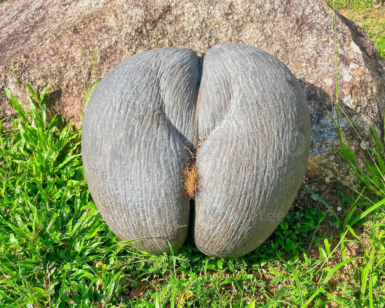 Female coco de mer seed on green grass near granite rock, Mahe Seychelles photo