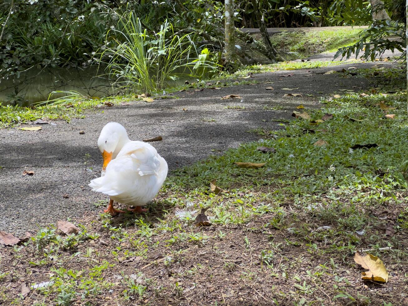 Witness the elegance of ducks as they navigate a quiet forest and a charming canal, showcasing a peaceful and picturesque depiction of nature's wildlife in action photo