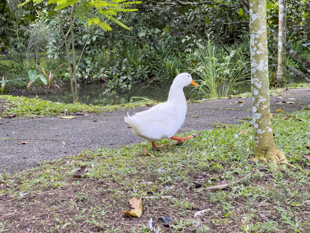 Witness the elegance of ducks as they navigate a quiet forest and a charming canal, showcasing a peaceful and picturesque depiction of nature's wildlife in action photo