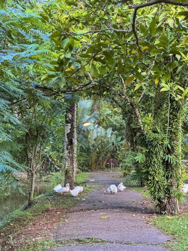 Witness the elegance of ducks as they navigate a quiet forest and a charming canal, showcasing a peaceful and picturesque depiction of nature's wildlife in action photo