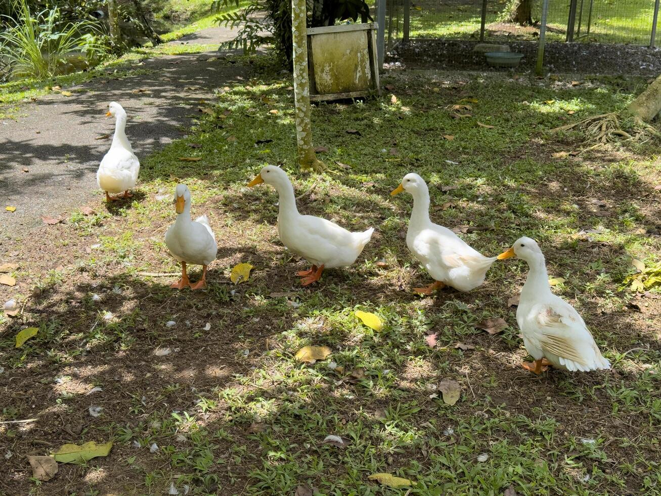 Witness the elegance of ducks as they navigate a quiet forest and a charming canal, showcasing a peaceful and picturesque depiction of nature's wildlife in action photo