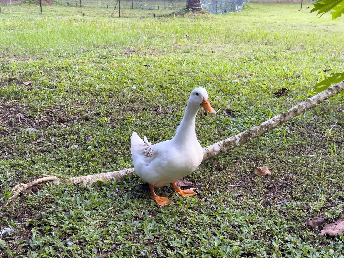 Witness the elegance of ducks as they navigate a quiet forest and a charming canal, showcasing a peaceful and picturesque depiction of nature's wildlife in action photo