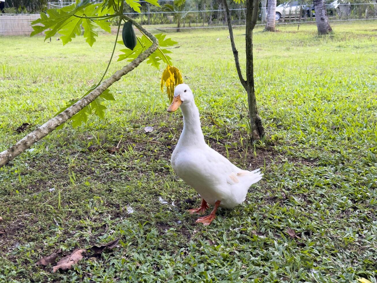 Witness the elegance of ducks as they navigate a quiet forest and a charming canal, showcasing a peaceful and picturesque depiction of nature's wildlife in action photo