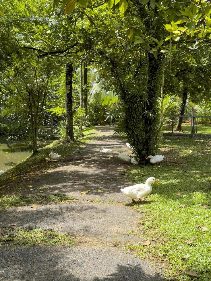 Witness the elegance of ducks as they navigate a quiet forest and a charming canal, showcasing a peaceful and picturesque depiction of nature's wildlife in action photo