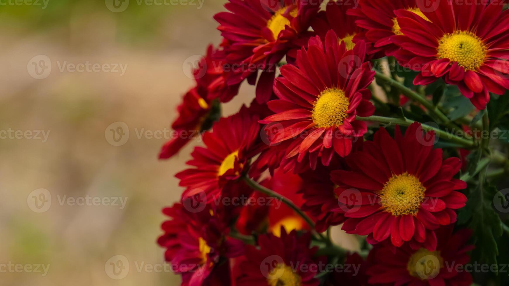 Red and Yellow-orange chrysanthemums on a blurry background close-up. Beautiful bright chrysanthemums bloom in autumn in the garden. Chrysanthemum background with a copy of the photo