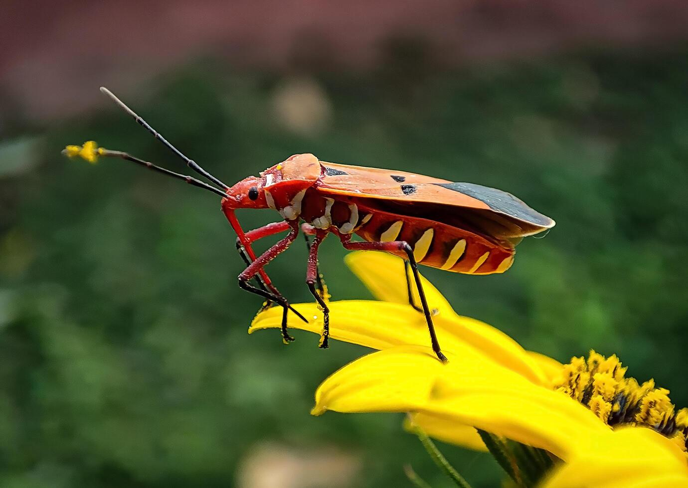 Closeup shot of Red Cotton Stainer, Red Cotton Bug resting on a leaf showing its beautiful red, black and orange colors. photo