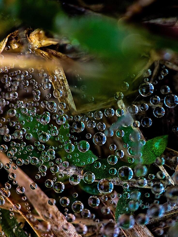 Closeup shot water bubbles green and black nature background. photo