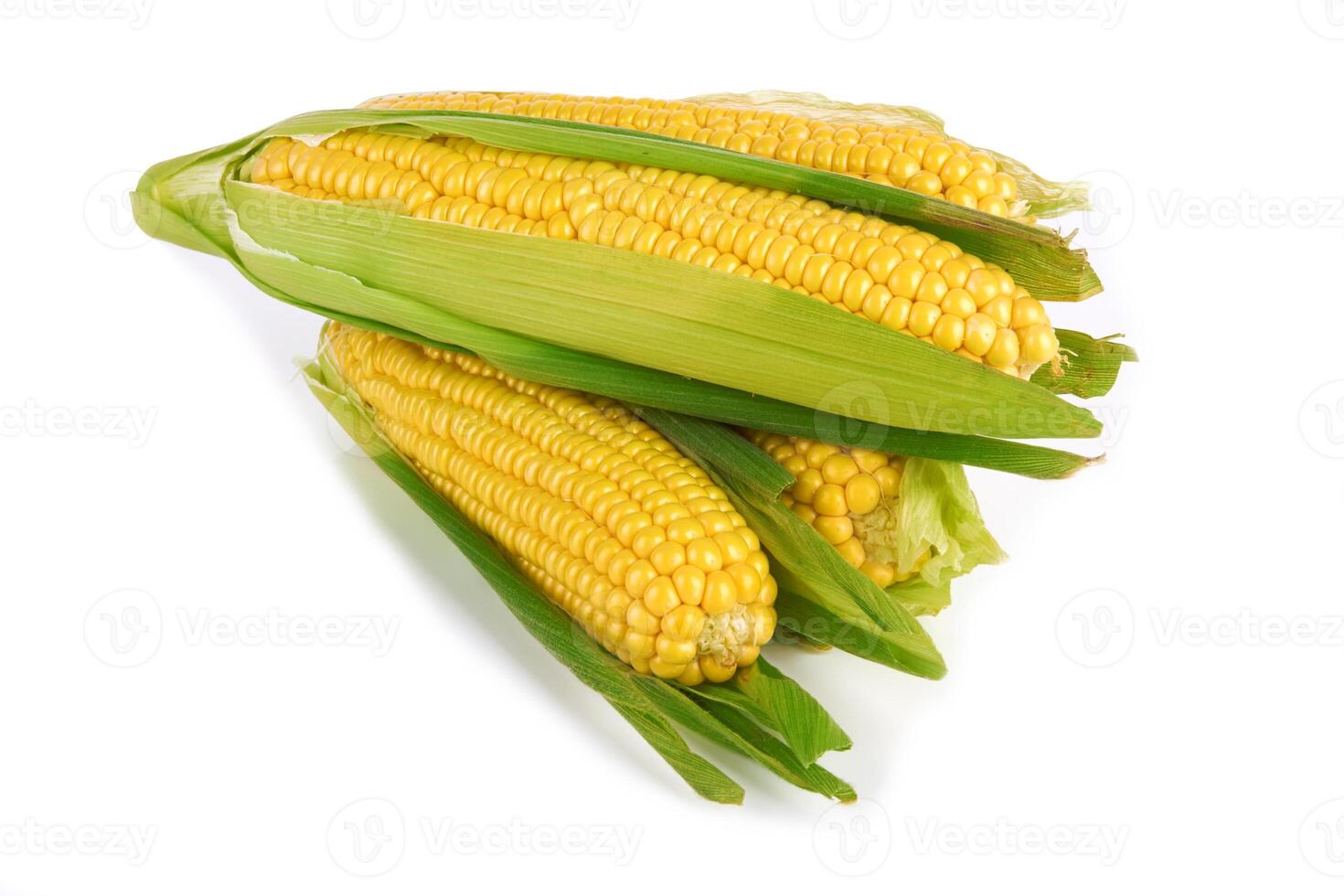 corn on white photo