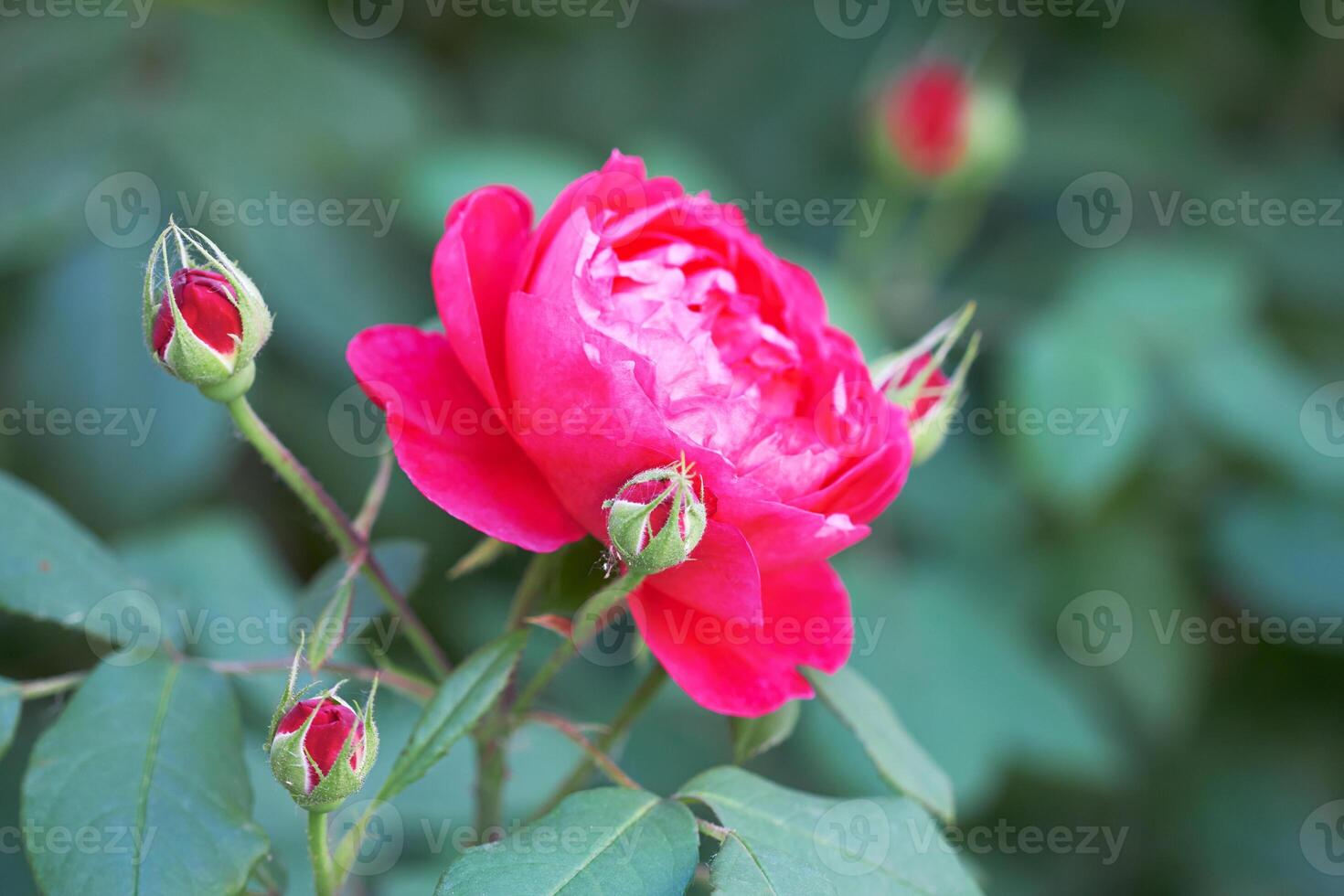 Rose as background photo