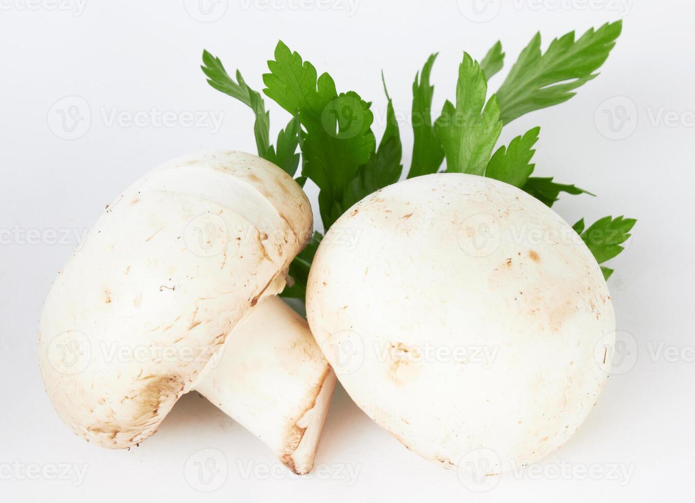 mushroom on white photo