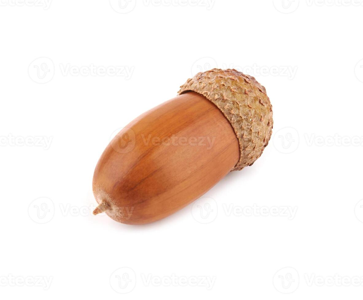acorn on white photo