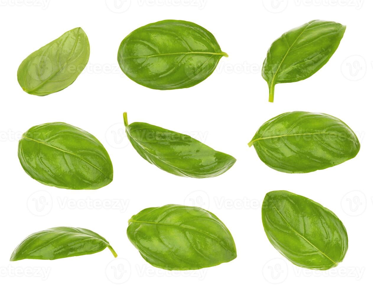 Basil leaves isolated photo
