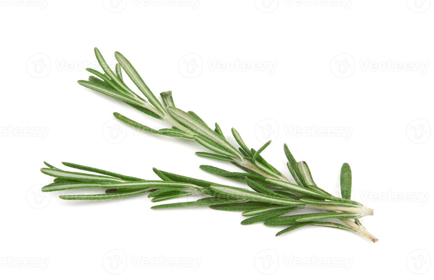 Fresh rosemary on white photo