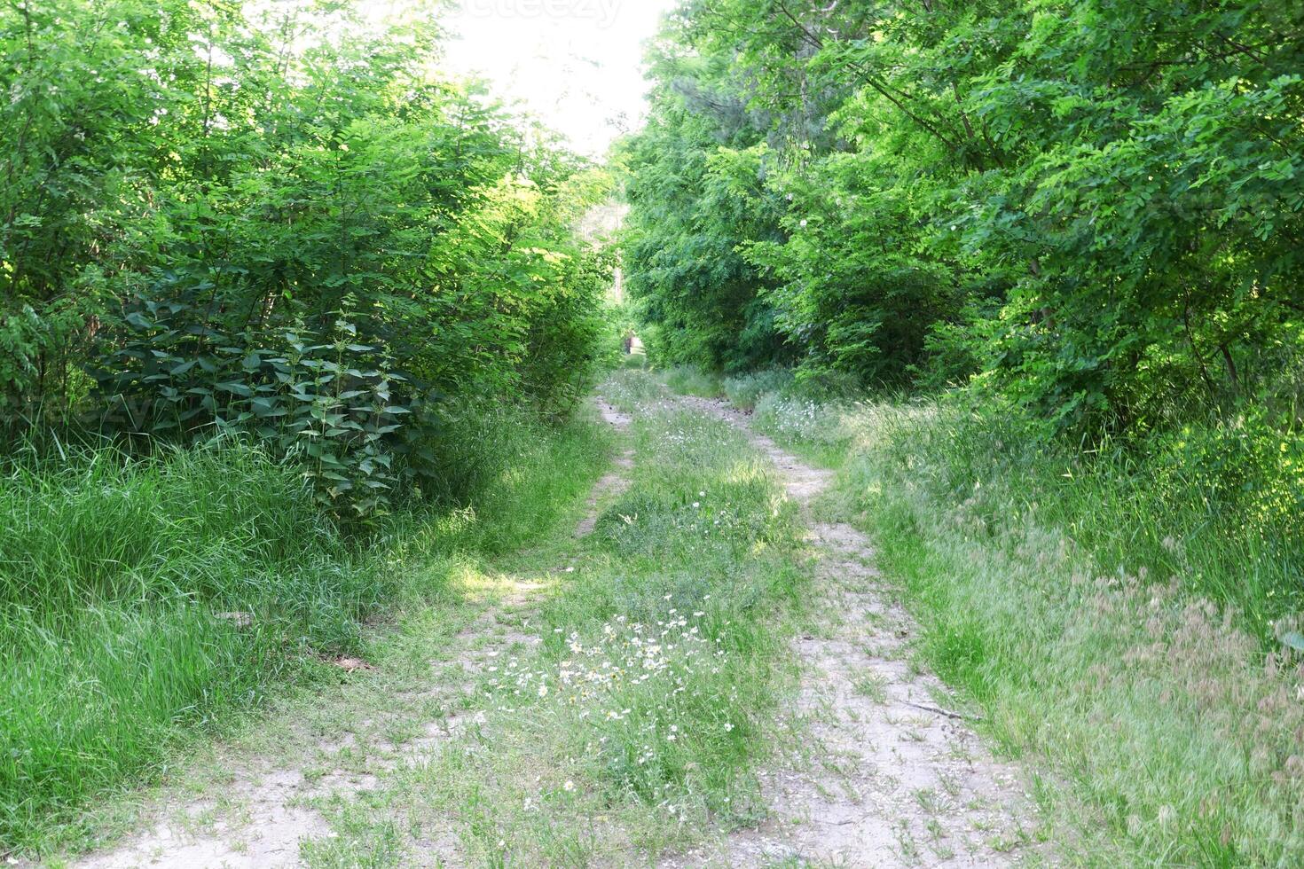 road in the forest photo