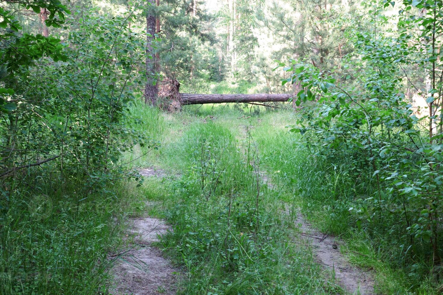 road in the forest photo
