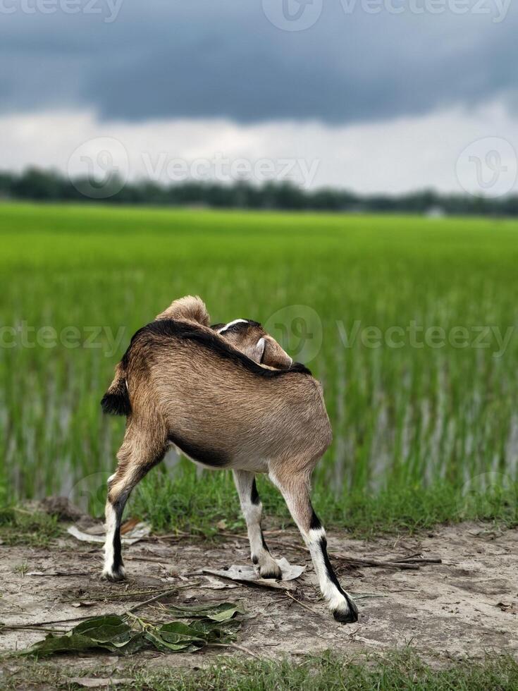 A middle-aged goat stands scratching its body on a road that runs past a crop field in a rural setting. photo