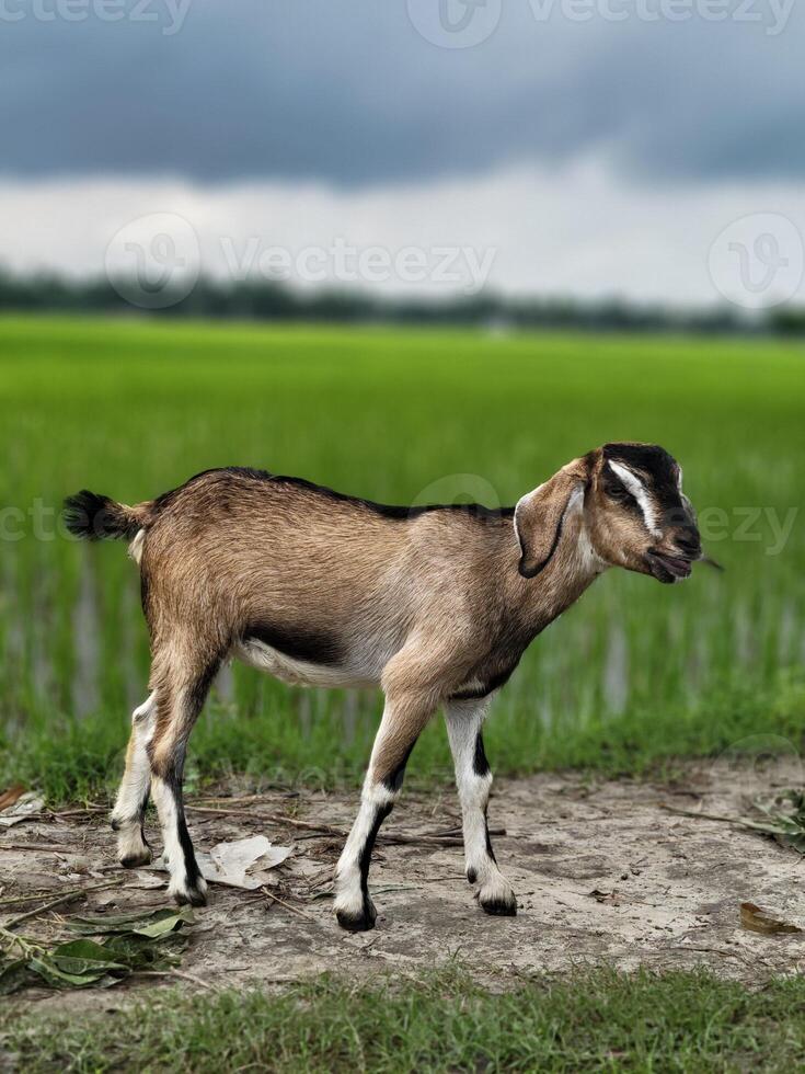 A middle-aged goat stands on a road that runs past a crop field in a rural setting. photo