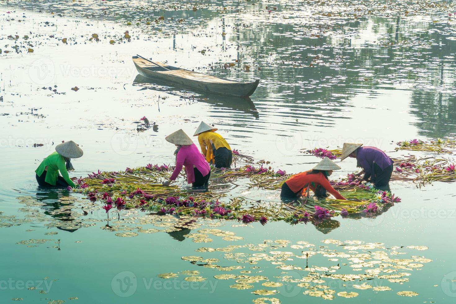 view of rural women in Moc Hoa district, Long An province, Mekong Delta are harvesting water lilies. Water lily is a traditional dish here photo