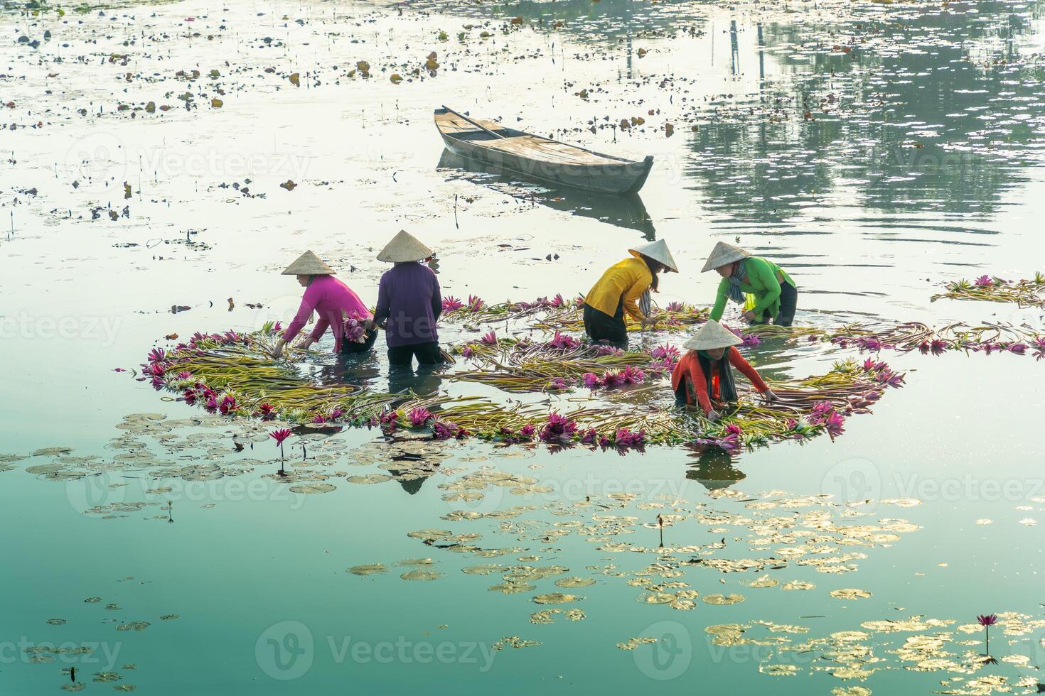 view of rural women in Moc Hoa district, Long An province, Mekong Delta are harvesting water lilies. Water lily is a traditional dish here photo