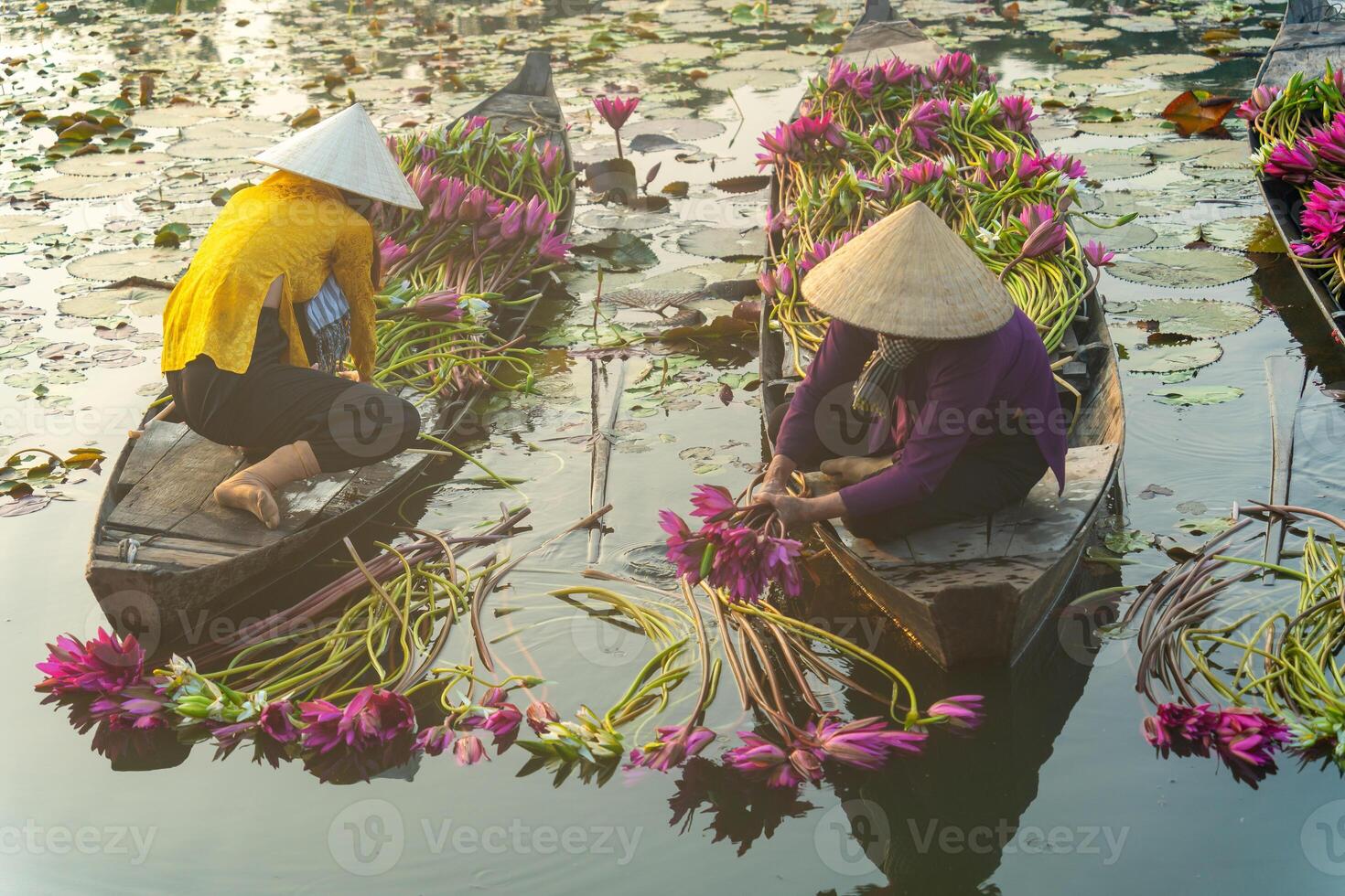 view of rural women in Moc Hoa district, Long An province, Mekong Delta are harvesting water lilies. Water lily is a traditional dish here photo