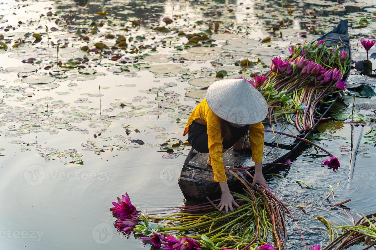 view of rural women in Moc Hoa district, Long An province, Mekong Delta are harvesting water lilies. Water lily is a traditional dish here photo