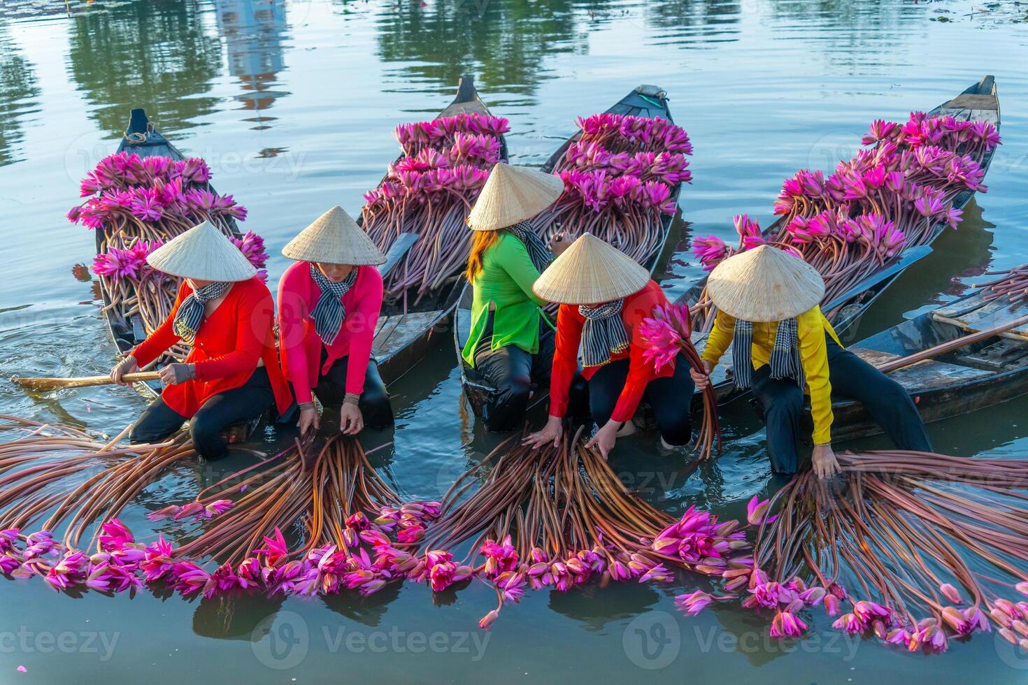 view of rural women in Moc Hoa district, Long An province, Mekong Delta are harvesting water lilies. Water lily is a traditional dish here photo