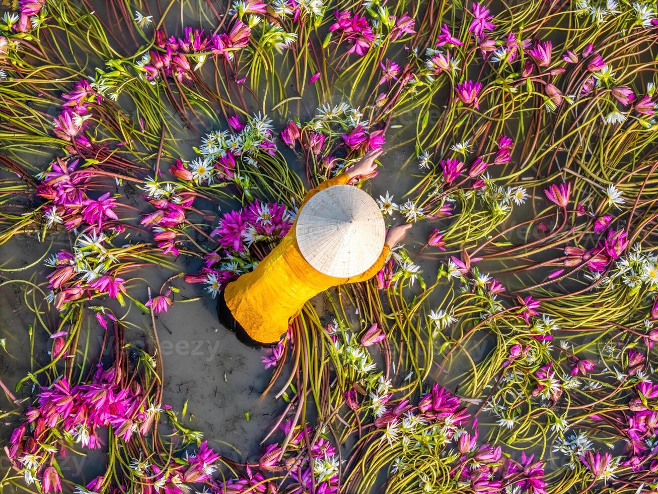 Aerial view of rural women in Moc Hoa district, Long An province, Mekong Delta are harvesting water lilies. Water lily is a traditional dish here photo