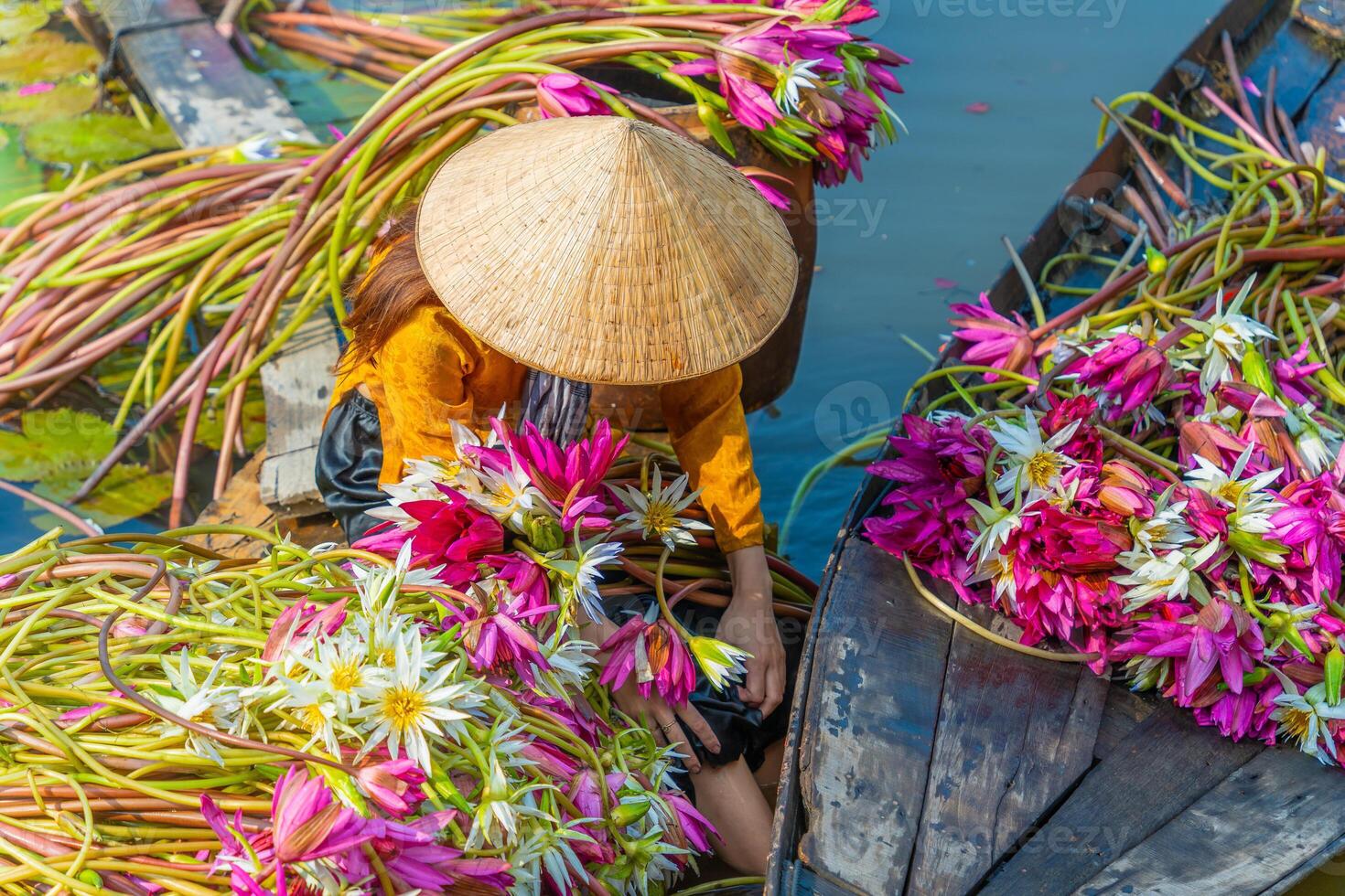 view of rural Vietnamese girl in Moc Hoa district, Long An province, Mekong Delta are harvesting water lilies. Water lily is a traditional dish here. photo