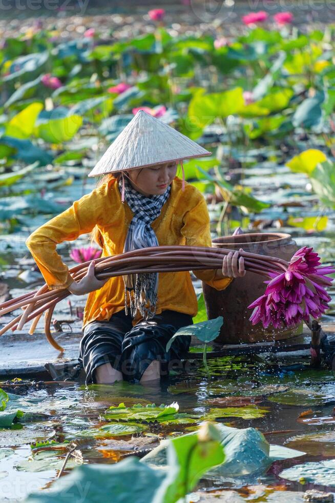 view of rural Vietnamese girl in Moc Hoa district, Long An province, Mekong Delta are harvesting water lilies. Water lily is a traditional dish here. photo