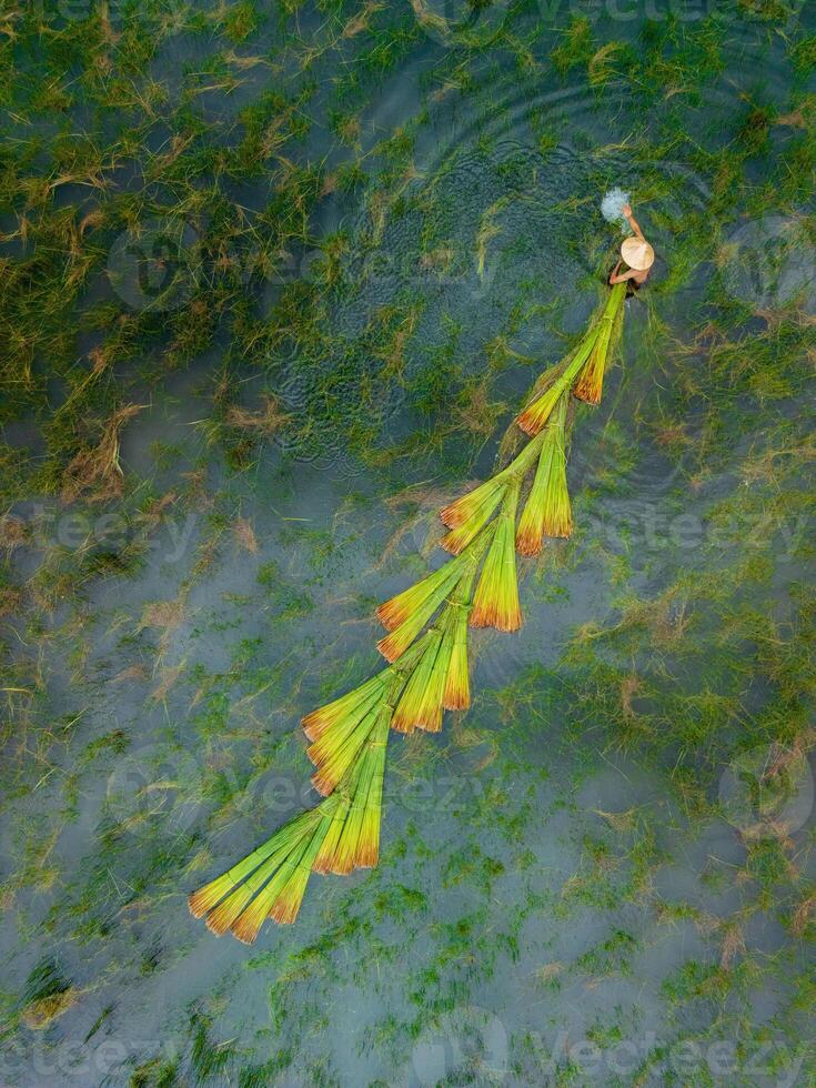 view of farmers harvest Lepironia articulata, Vietnamese name is Co bang. It is harvested by people in the Mekong Delta to make handicraft products. photo
