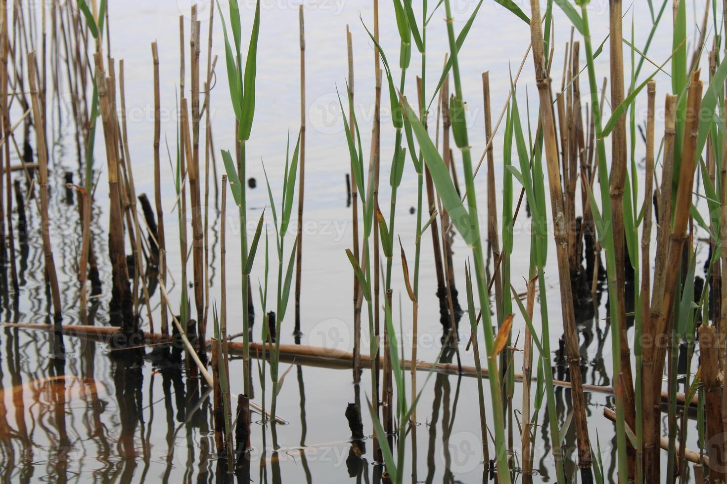 Tall Grass Growing Up Through The Water With Reflections photo