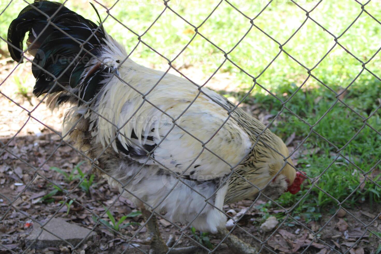 Chicken In A Chicken Coop photo