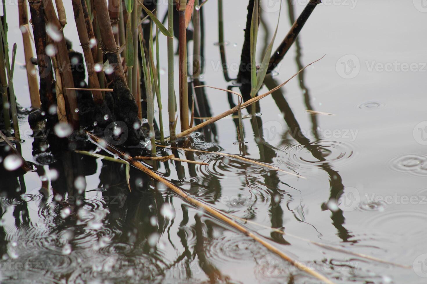 Tall Grass Growing Up Through The Water With Reflections photo