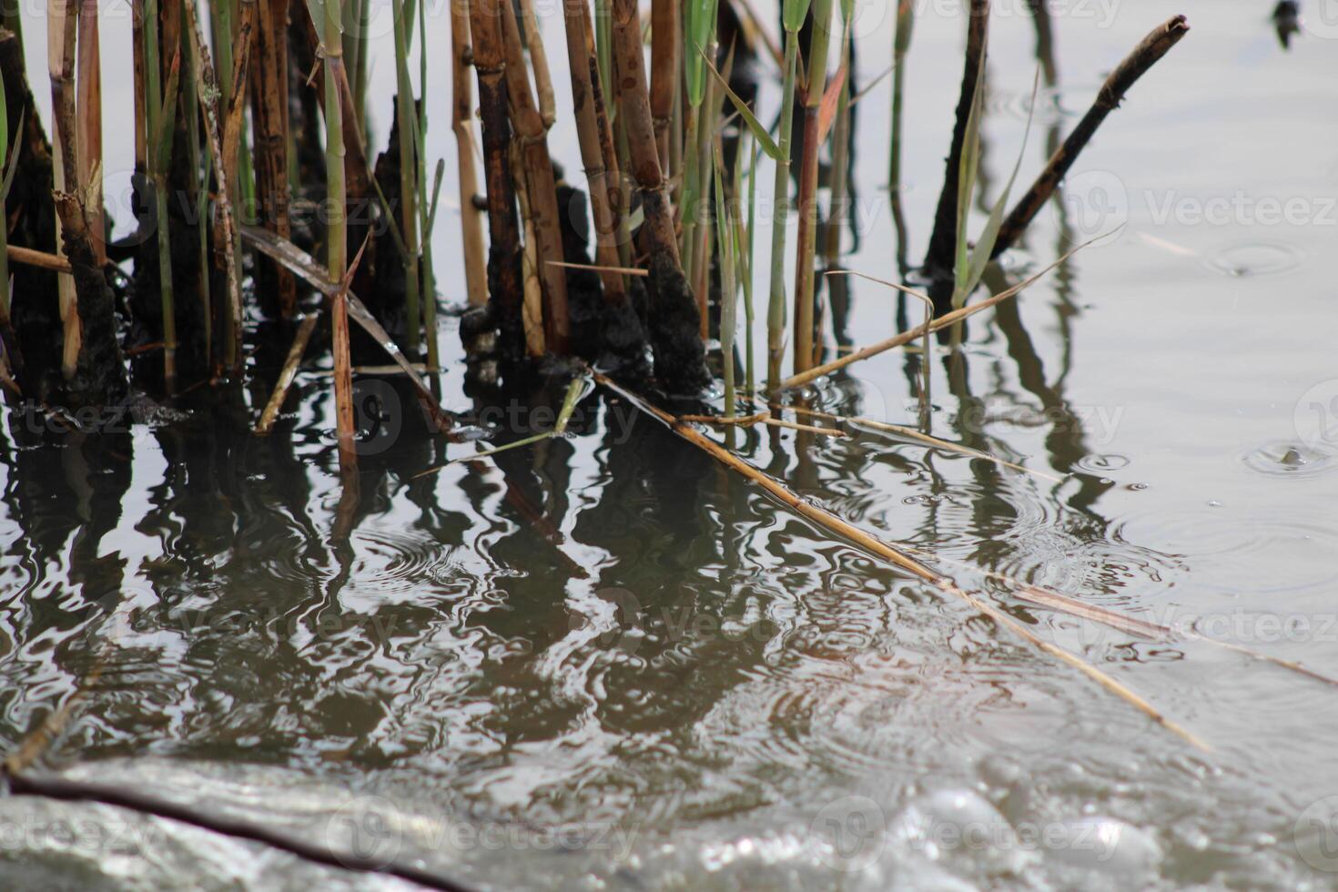 Tall Grass Growing Up Through The Water With Reflections photo