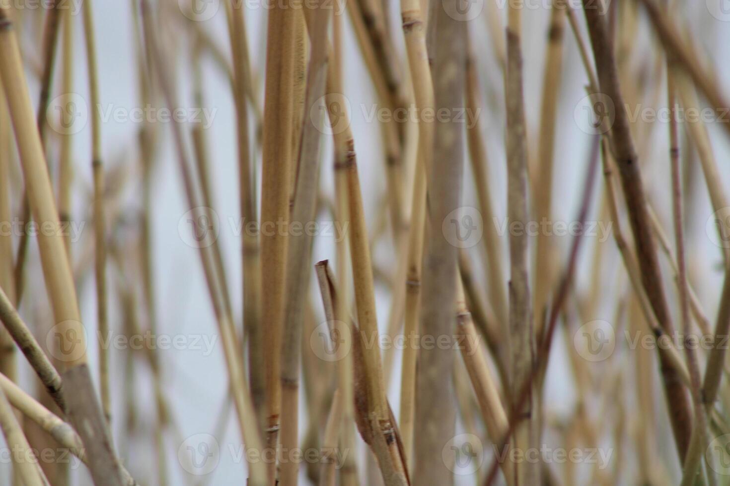 Tall Grass Growing Up Through The Water With Reflections photo
