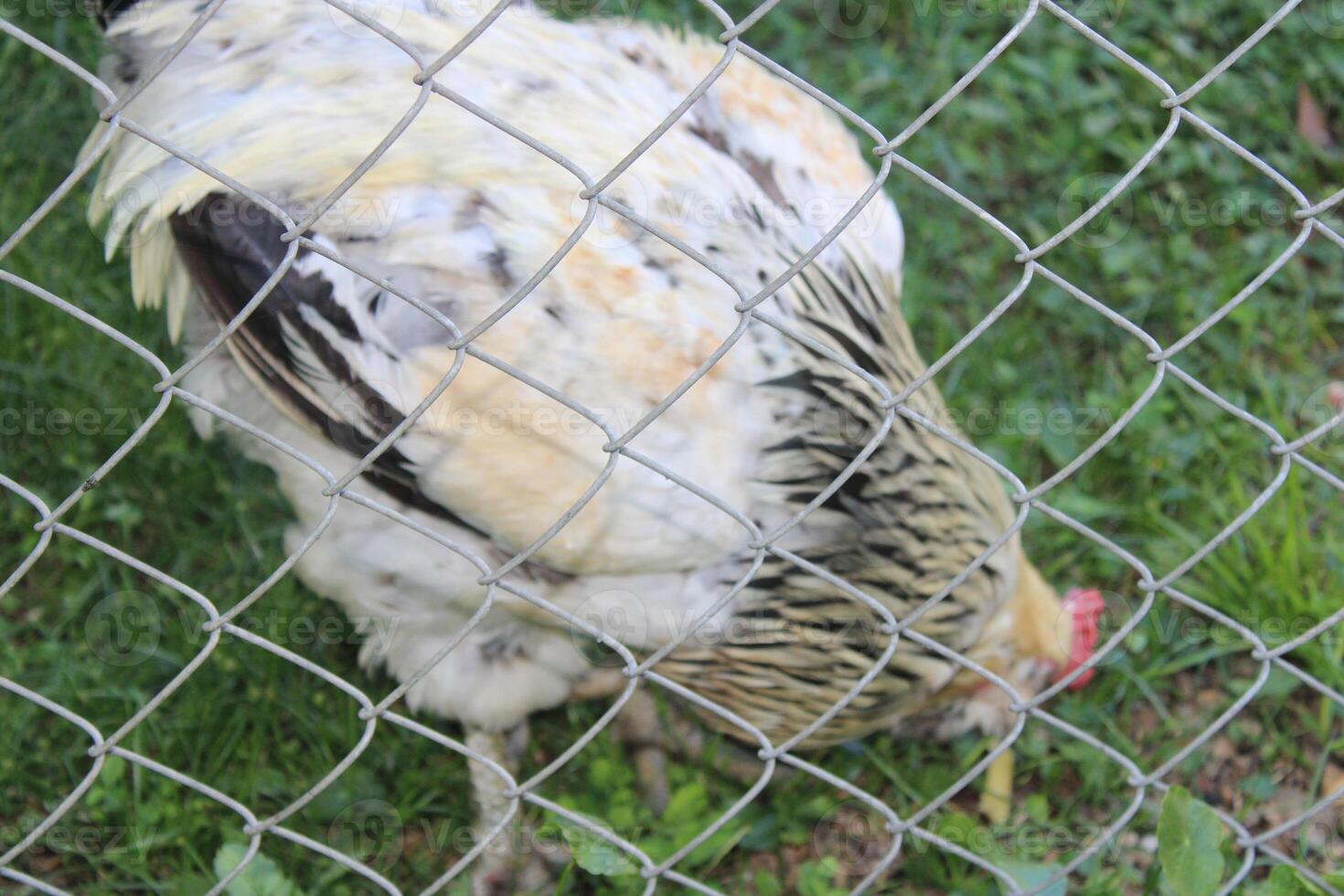 Chicken In A Chicken Coop photo