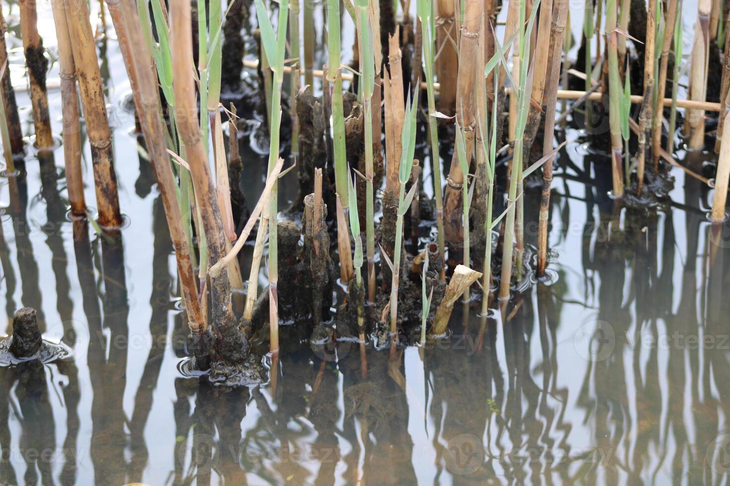 Tall Grass Growing Up Through The Water With Reflections photo
