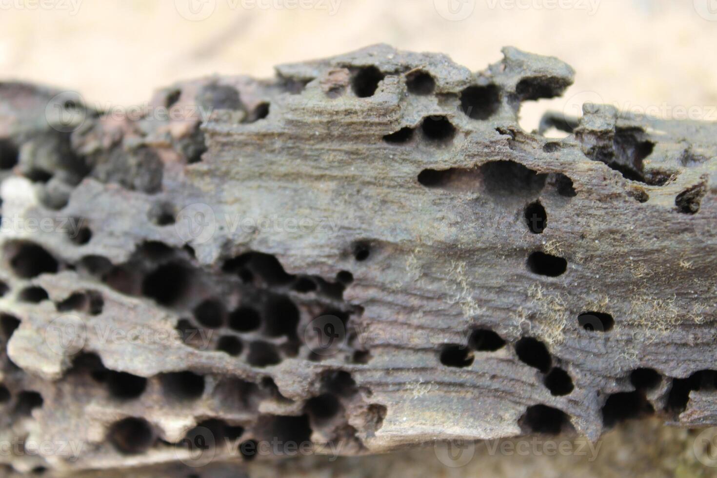 Old Weathered Termite Holes On A Log Log Close Up photo