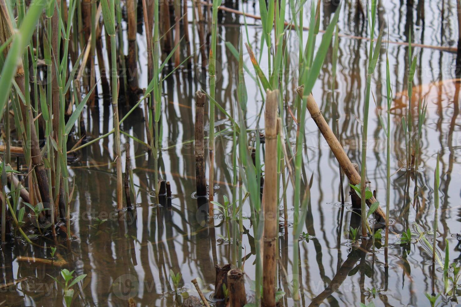 Tall Grass Growing Up Through The Water With Reflections photo