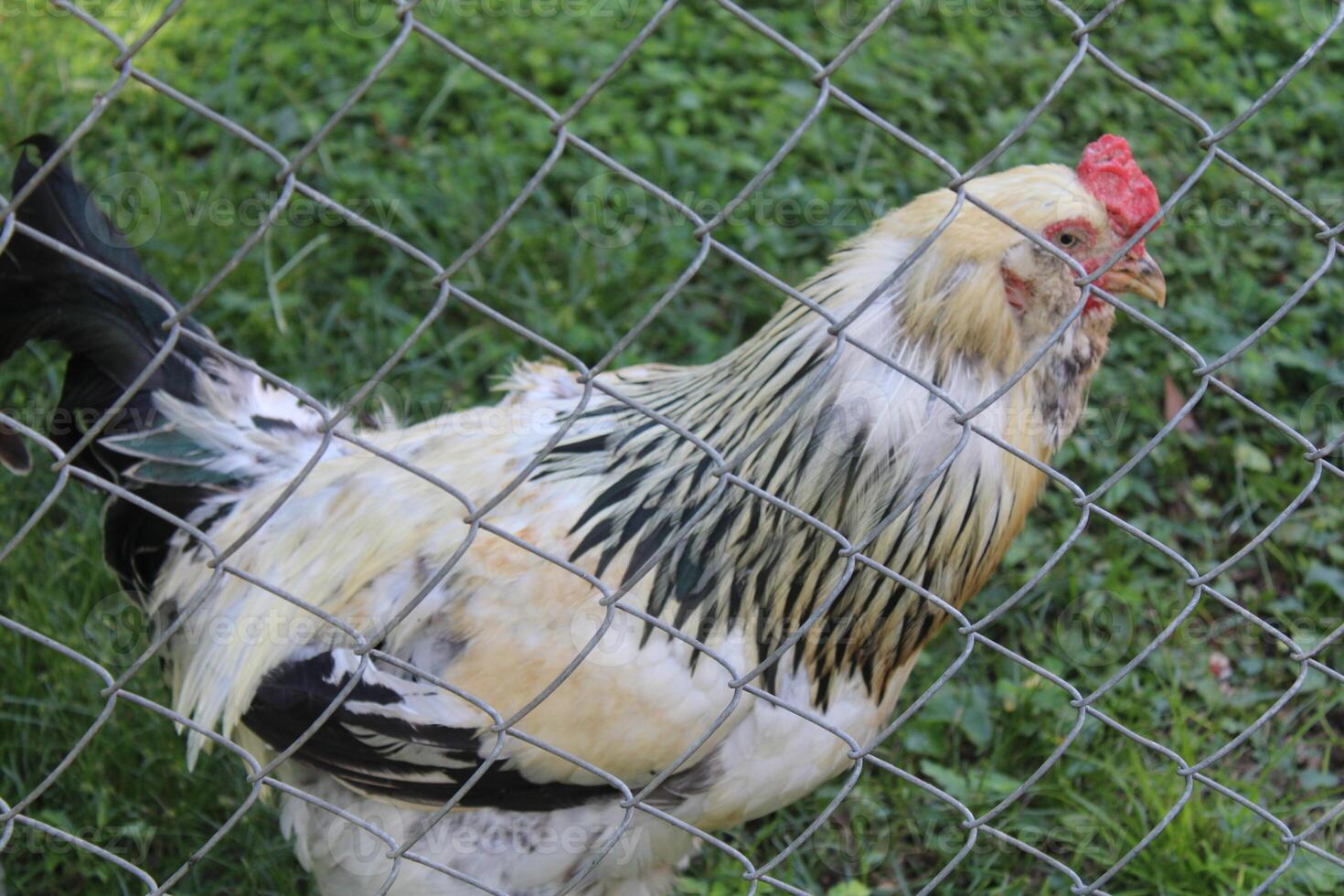 Chicken In A Chicken Coop photo
