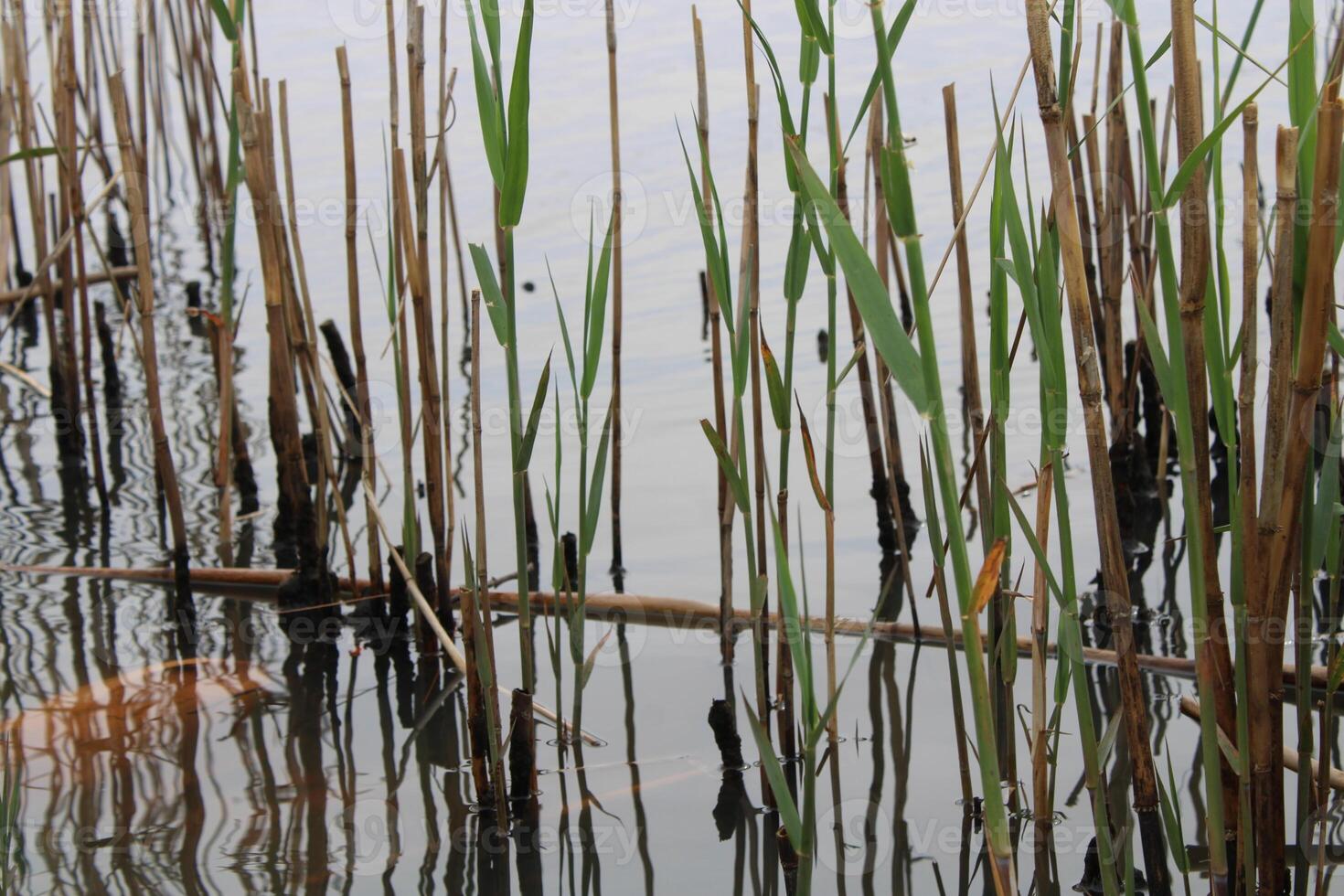 Tall Grass Growing Up Through The Water With Reflections photo