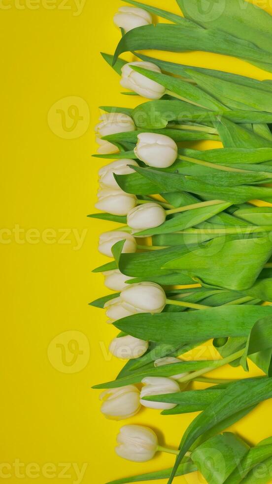White tulips forming a vertical line on a yellow background photo