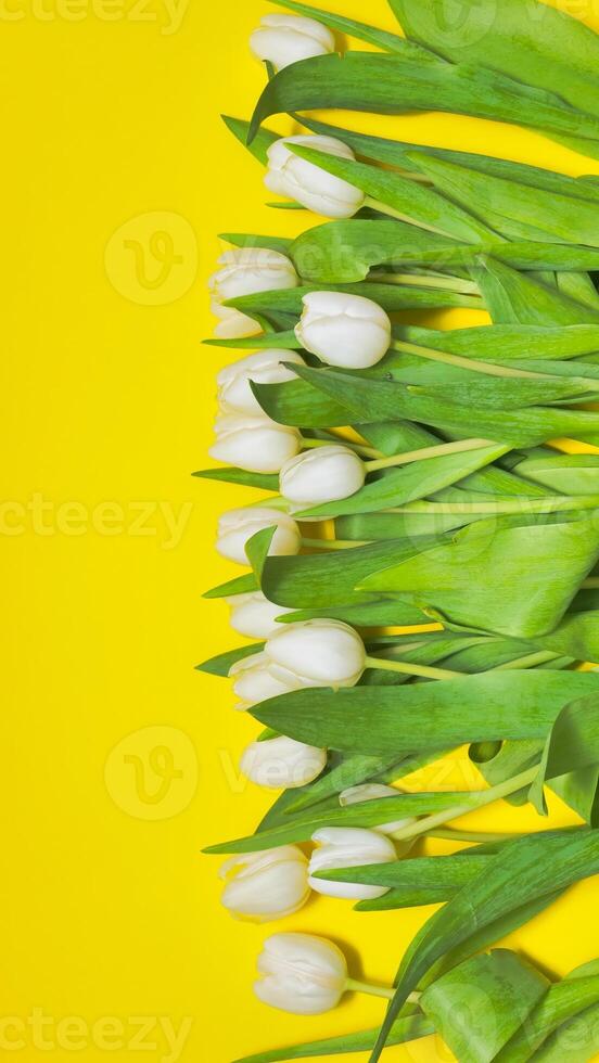 White tulips forming a vertical line on a vibrant yellow background photo