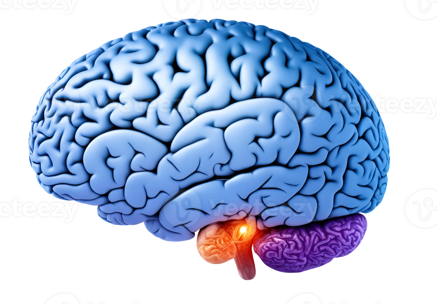 Human brain showing Intelligent thinking processing. Cyber mind concept a neural network of big data and artificial intelligence. png