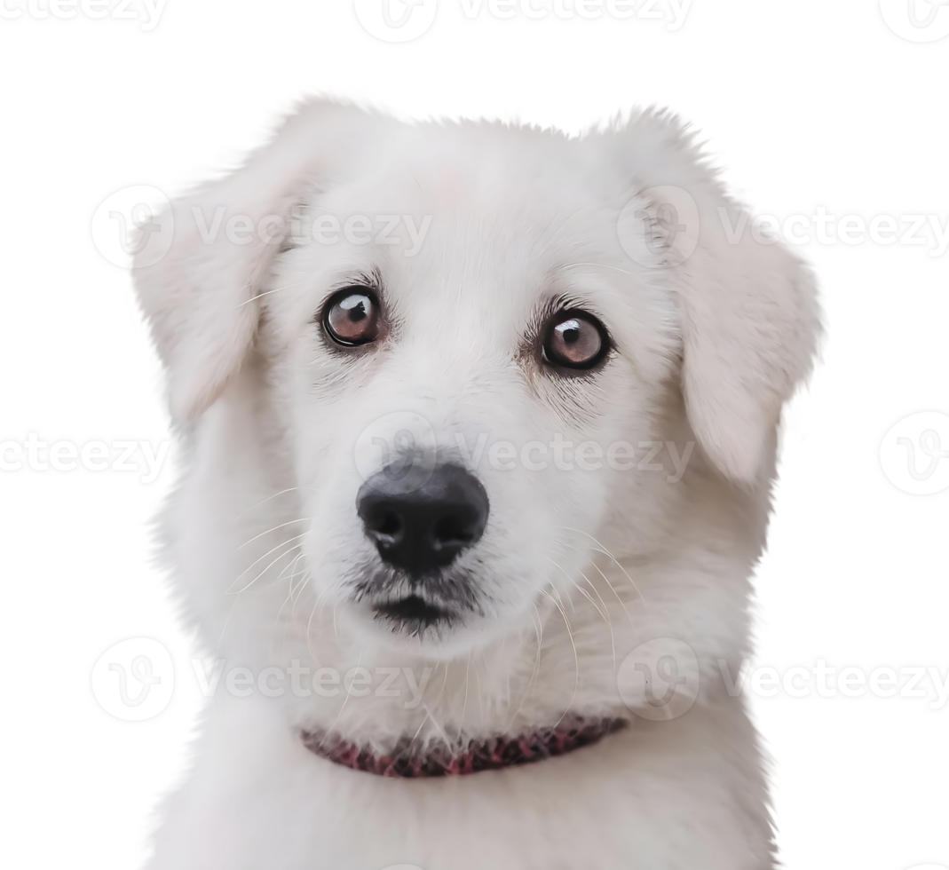 Cute smart domestic dog waiting owner. Deep sad look of a pet. png