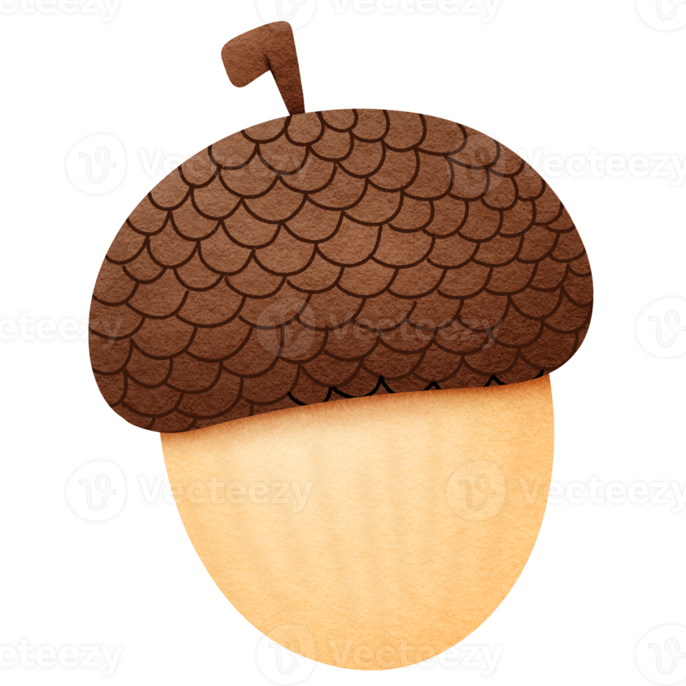 Watercolor Acorn Illustration png