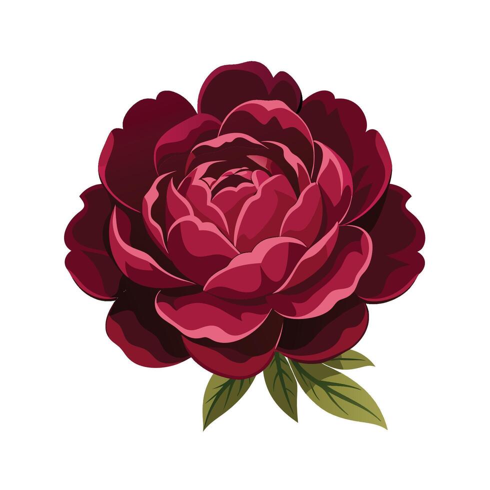 Dark red peony illustration vector