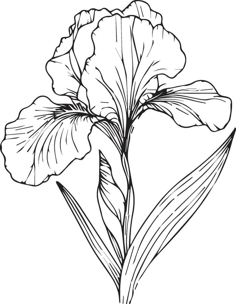 Single line drawing of beauty fresh iris flower for home wall art decor. Printable poster decorative sword iris flower concept. Modern line drawing iris flower design illustration vector