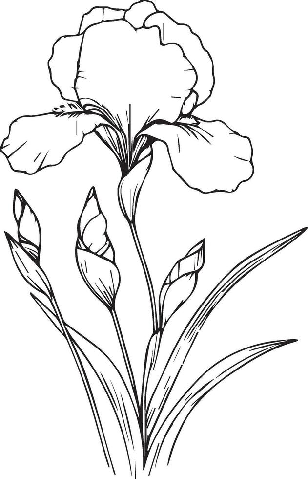 Detailed flower coloring pages, sketch contour bouquet of iris flowers, Sketch iris flower drawing, flower cluster drawing, Easy flowers coloring pages, birth flower coloring pages for adult vector
