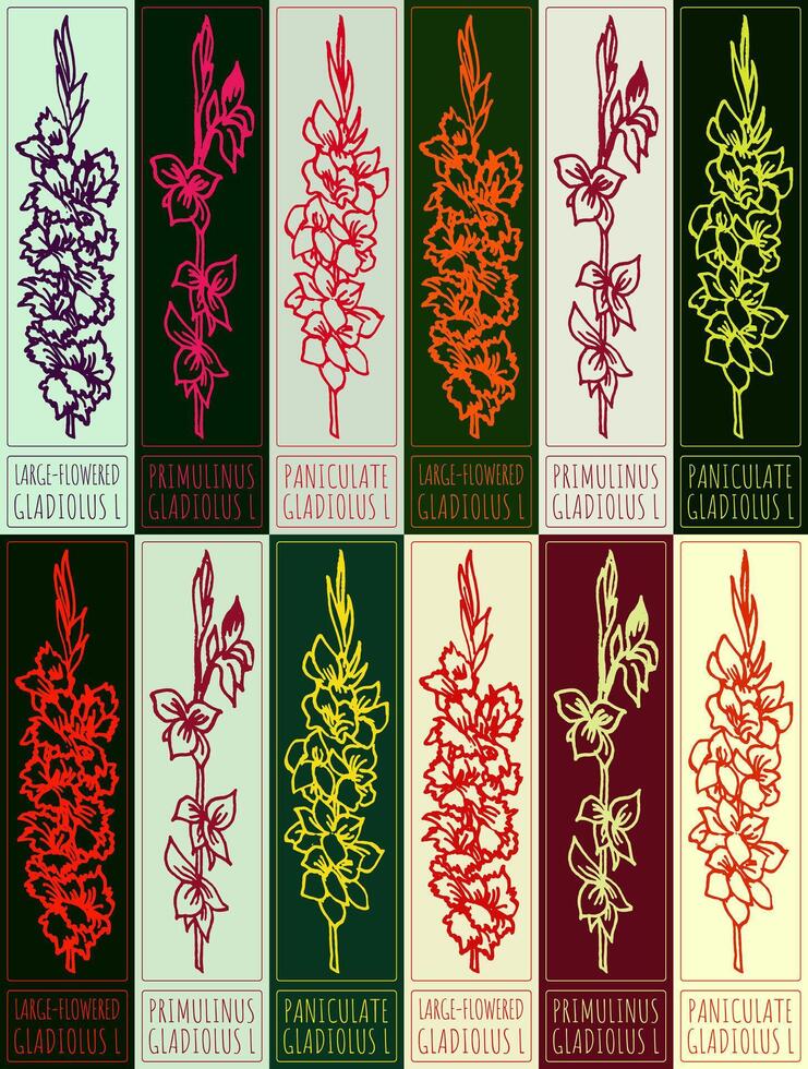 Drawing types of gladiolus inflorescences. Hand drawn illustration. Latin name GLADIOLUS L. vector
